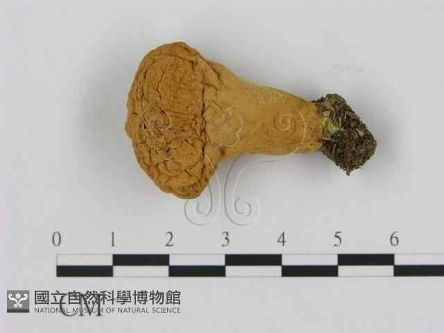 登錄號:F0012320藏品圖，第1張