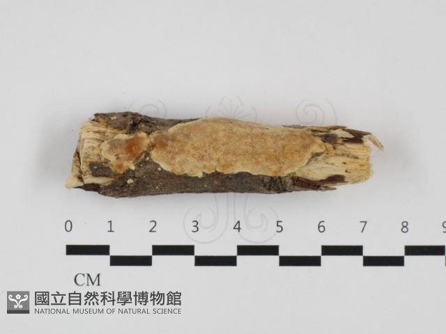 多年臥孔菌屬藏品圖，第1張
