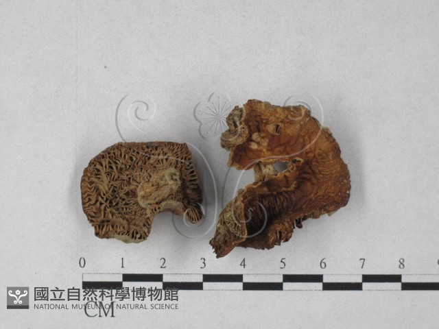登錄號:F0027320藏品圖，第1張