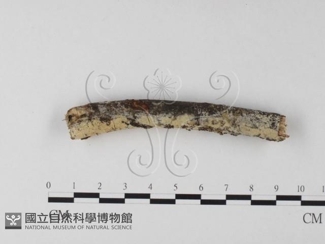 登錄號:F0025320藏品圖，第1張