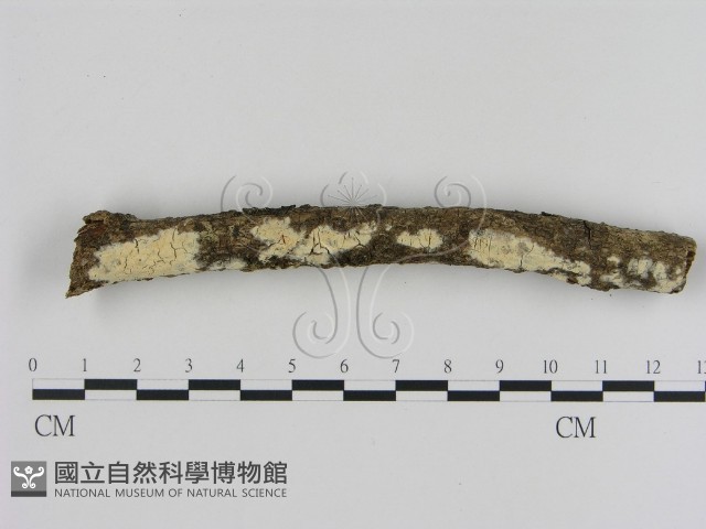 登錄號:F0005320藏品圖，第1張