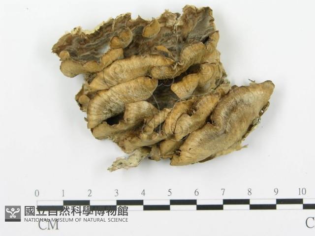 登錄號:F0015320藏品圖，第1張