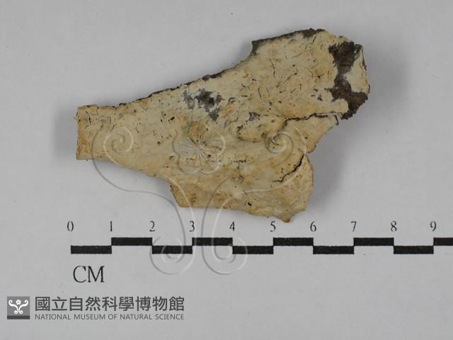 顯絲菌屬藏品圖，第1張