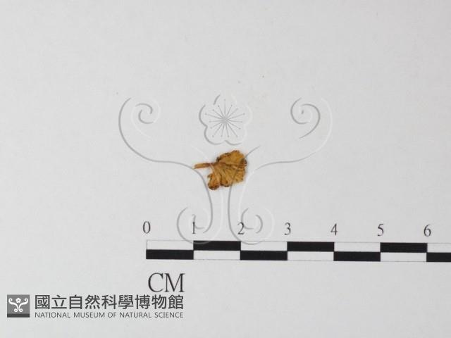 濕傘屬藏品圖，第1張