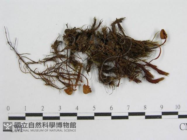 登錄號:F0013320藏品圖，第1張