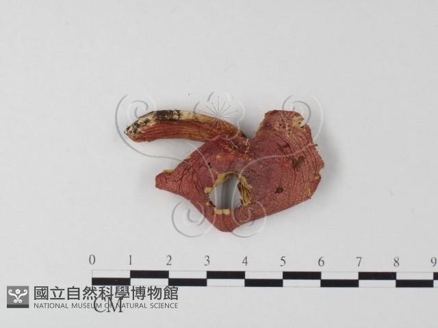 登錄號:F0020200藏品圖，第1張