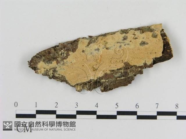 登錄號:F0010200藏品圖，第1張