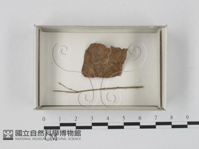 登錄號:F0021200藏品圖，第1張