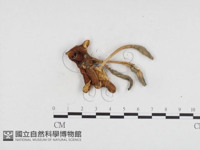 登錄號:F0024200藏品圖，第1張