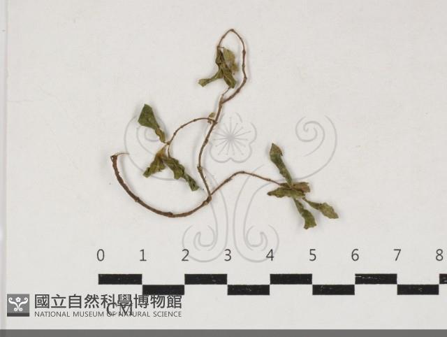 登錄號:F0034200藏品圖，第1張