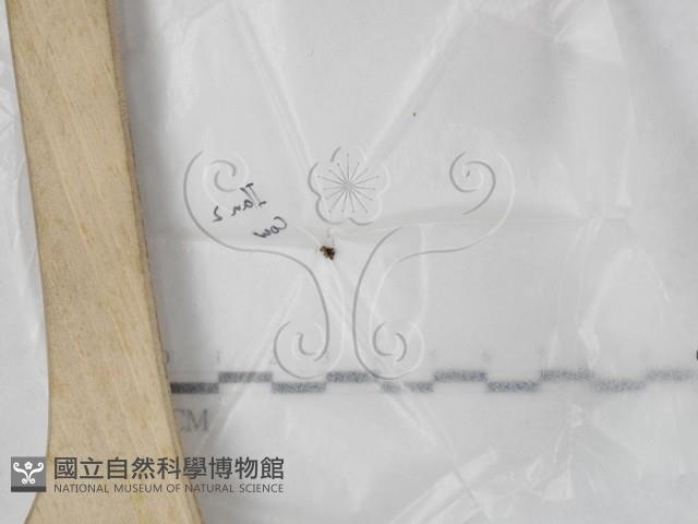 登錄號:F0023200藏品圖，第1張