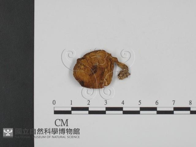 登錄號:F0013200藏品圖，第1張