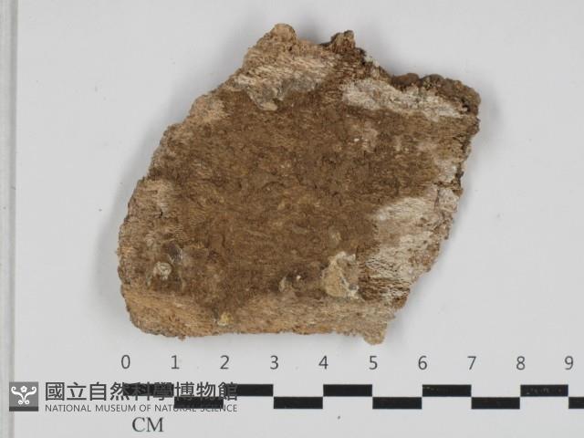 登錄號:F0033200藏品圖，第1張