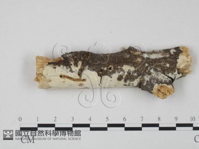 登錄號:F0008800藏品圖，第1張