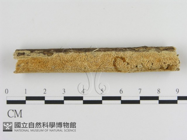 絲齒菌屬藏品圖，第1張