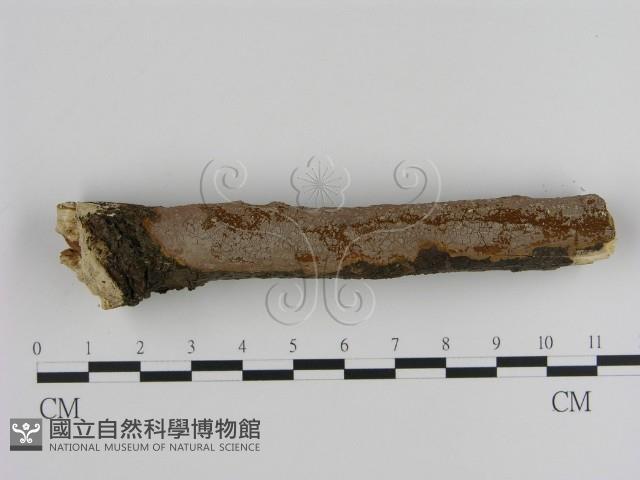 刺革菌屬藏品圖，第1張