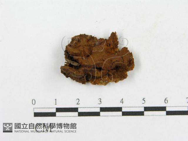 木層孔菌屬藏品圖，第1張