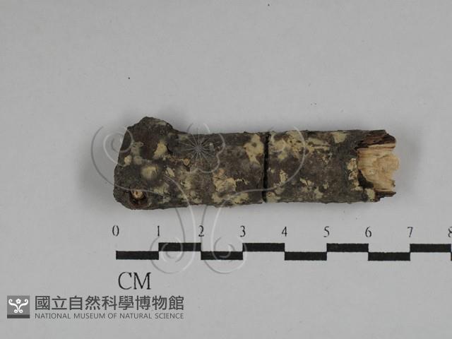 登錄號:F0021800藏品圖，第1張