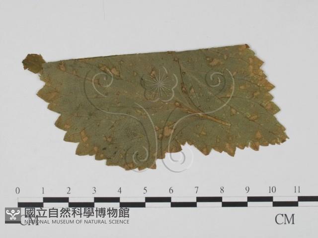 登錄號:F0011800藏品圖，第1張