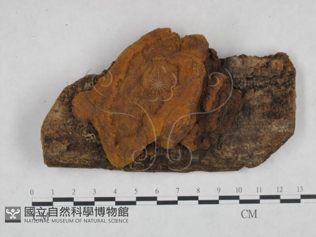 桑黃藏品圖，第1張