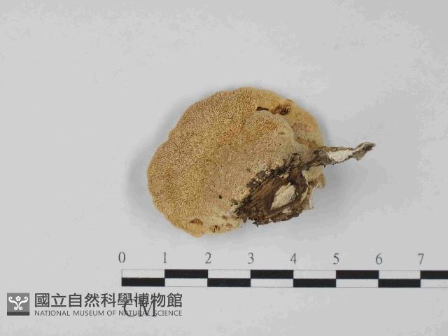 栓菌屬藏品圖，第1張