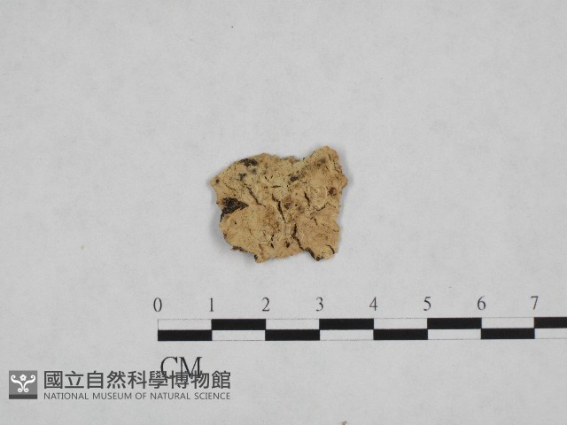 登錄號:F0002800藏品圖，第1張