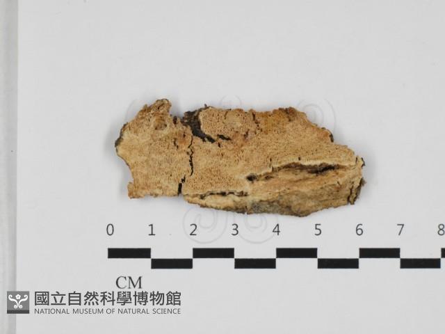 登錄號:F0032800藏品圖，第1張