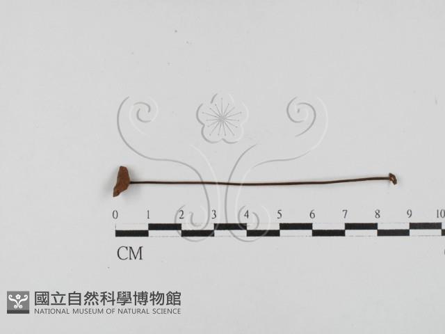 小皮傘屬藏品圖，第1張