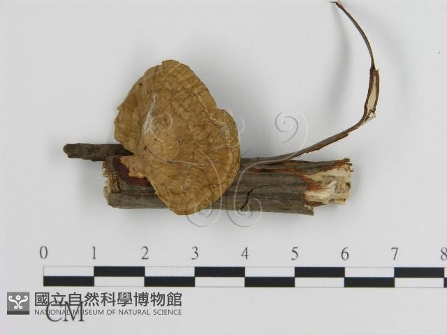 蜂窩菌屬藏品圖，第1張