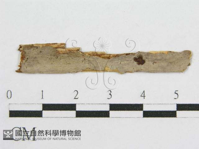 登錄號:F0017800藏品圖，第1張