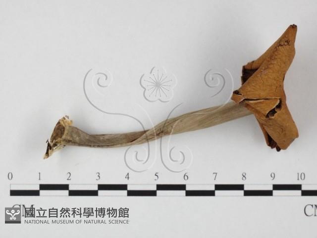 登錄號:F0025800藏品圖，第1張