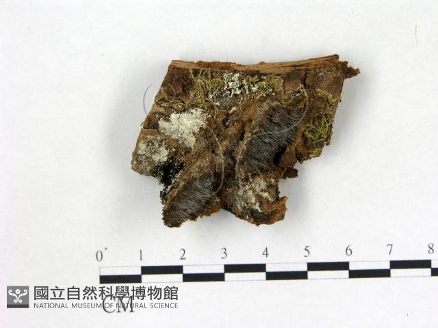 登錄號:F0015800藏品圖，第1張