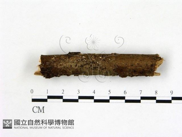 登錄號:F0009800藏品圖，第1張