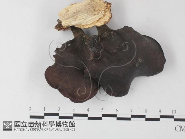 小孔菌屬藏品圖，第1張