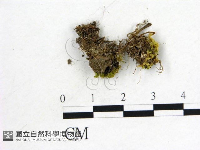 登錄號:F0013800藏品圖，第1張