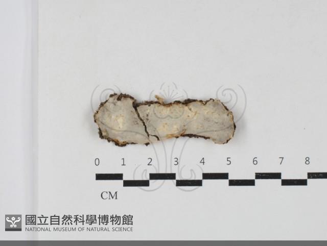 擬射脈菌屬藏品圖，第1張