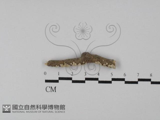 登錄號:F0028900藏品圖，第1張