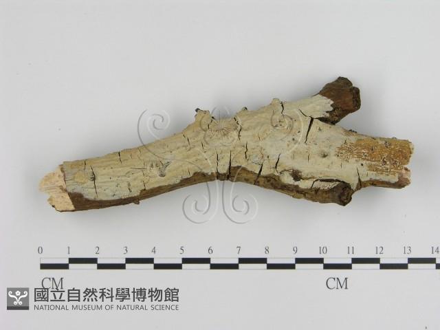 刺皮菌屬藏品圖，第1張