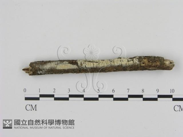 冇骨消絲齒菌藏品圖，第1張