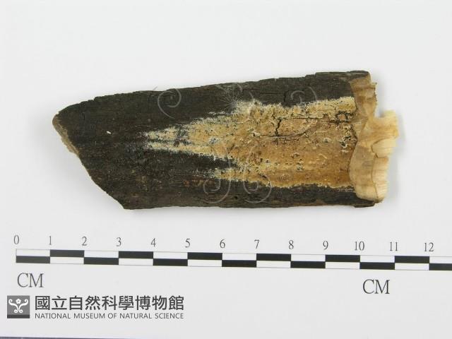登錄號:F0000900藏品圖，第1張