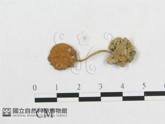 登錄號:F0010900藏品圖，第1張