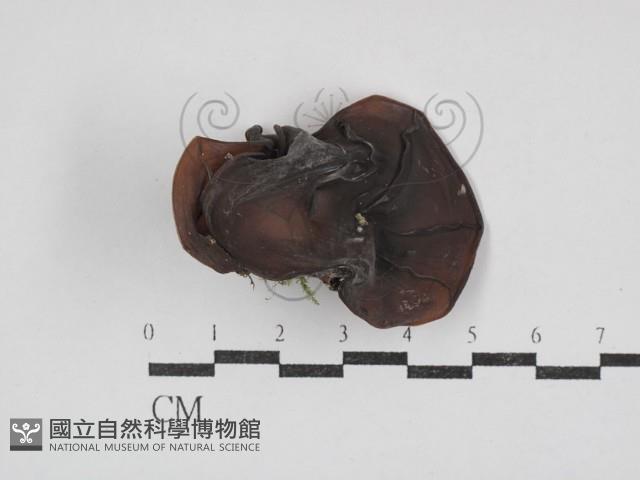 毛木耳藏品圖，第1張