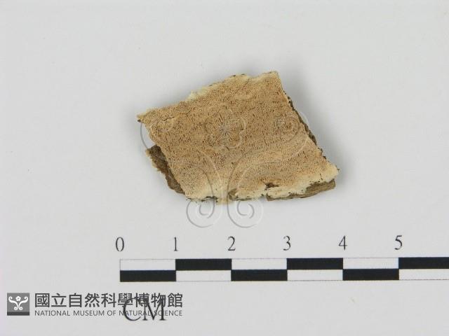 登錄號:F0006900藏品圖，第1張