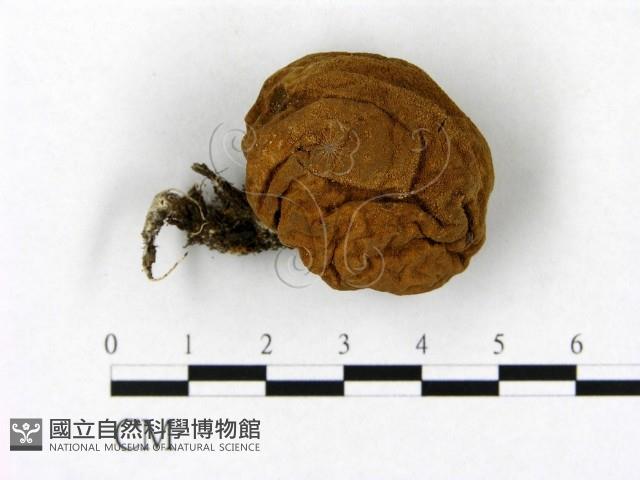 登錄號:F0021900藏品圖，第1張