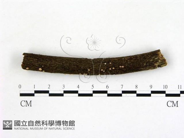 登錄號:F0001900藏品圖，第1張