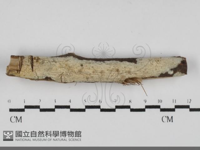 登錄號:F0031900藏品圖，第1張