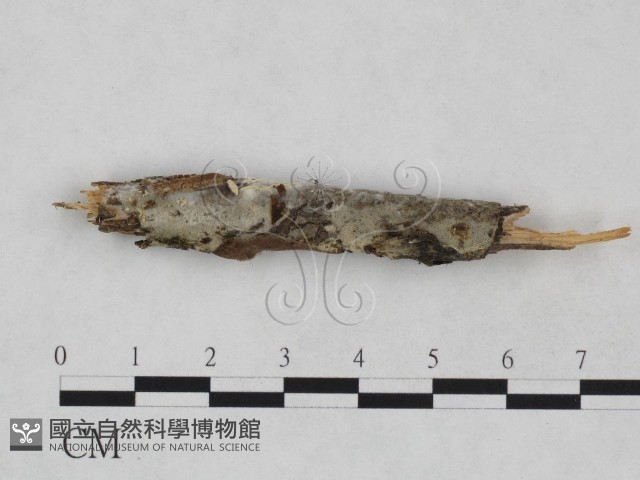 登錄號:F0024900藏品圖，第1張