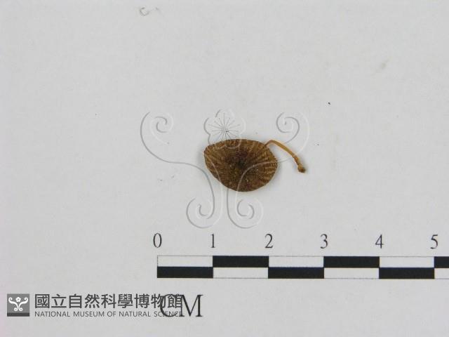 小菇屬藏品圖，第1張