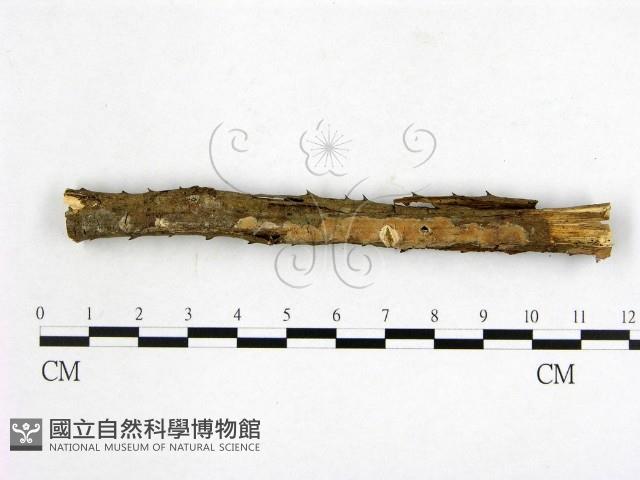 顯絲菌屬藏品圖，第1張