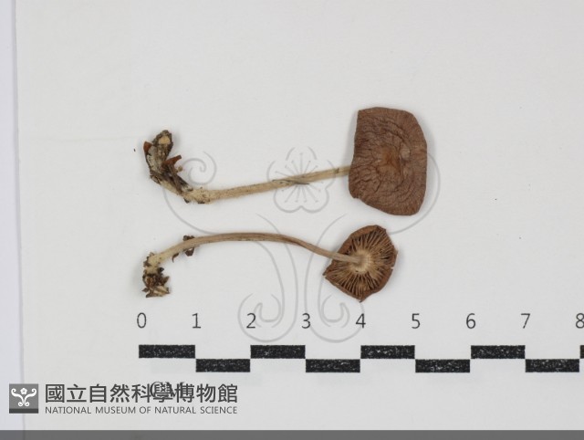 小皮傘屬藏品圖，第1張